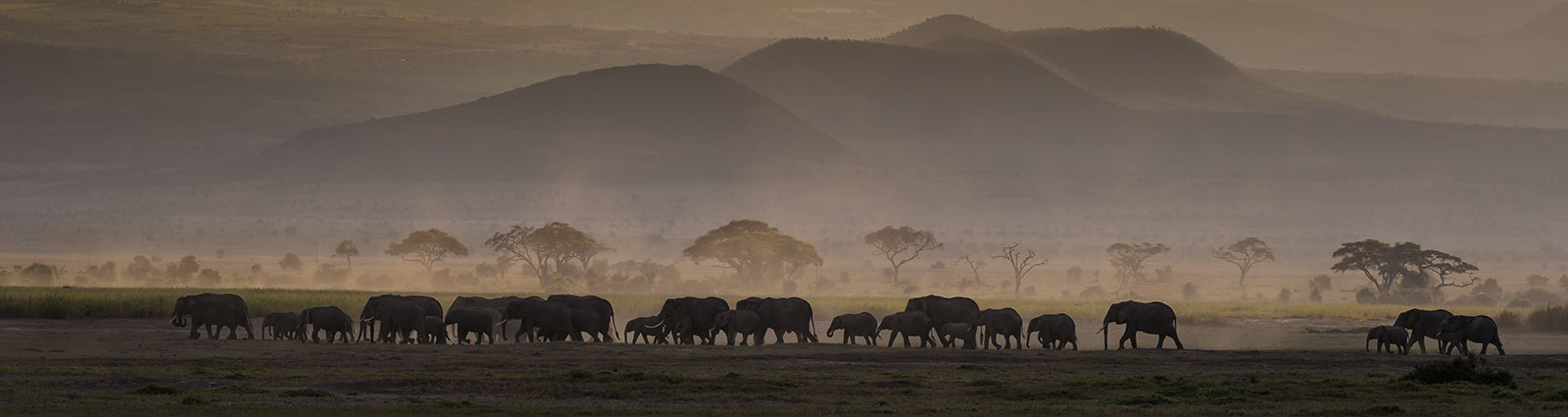 Elephants at sunset, Amboseli National Park, Africa