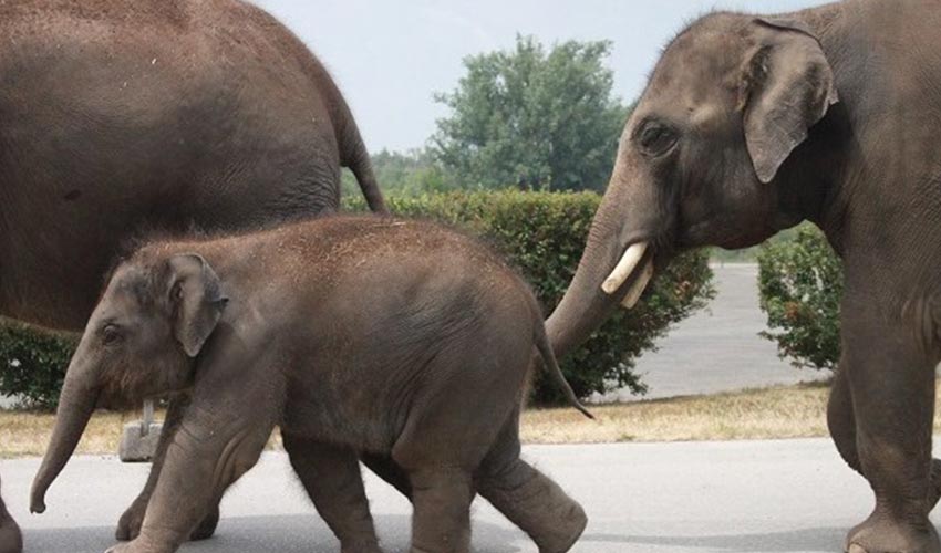 A family of elephants walking in a line.