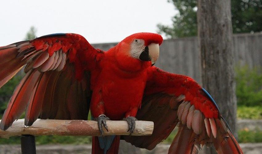 A vibrant, red-coloured parrot with wings extended.