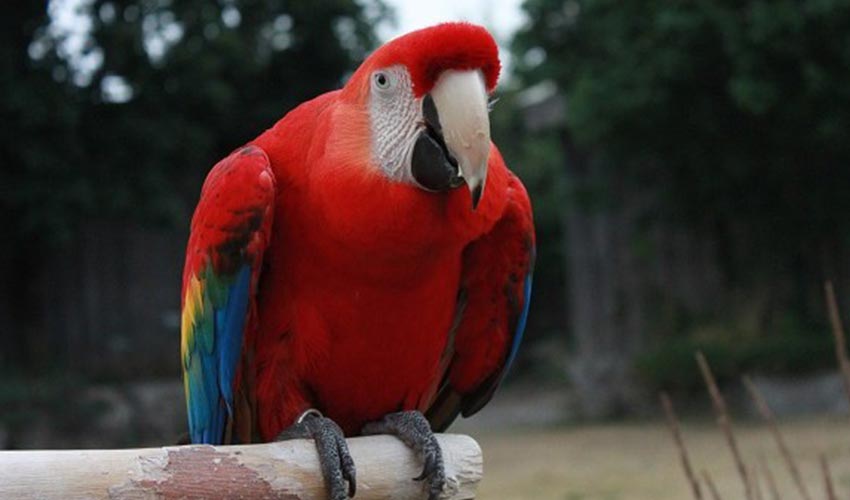 A red-coloured parrot standing on a wooden stick.