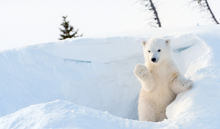 Baby white polar bear cub.