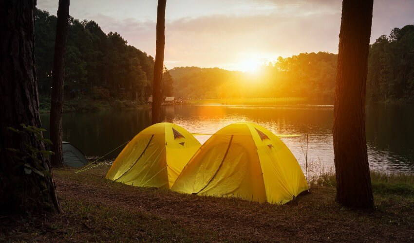 Two yellow camping tents under a pine forest.