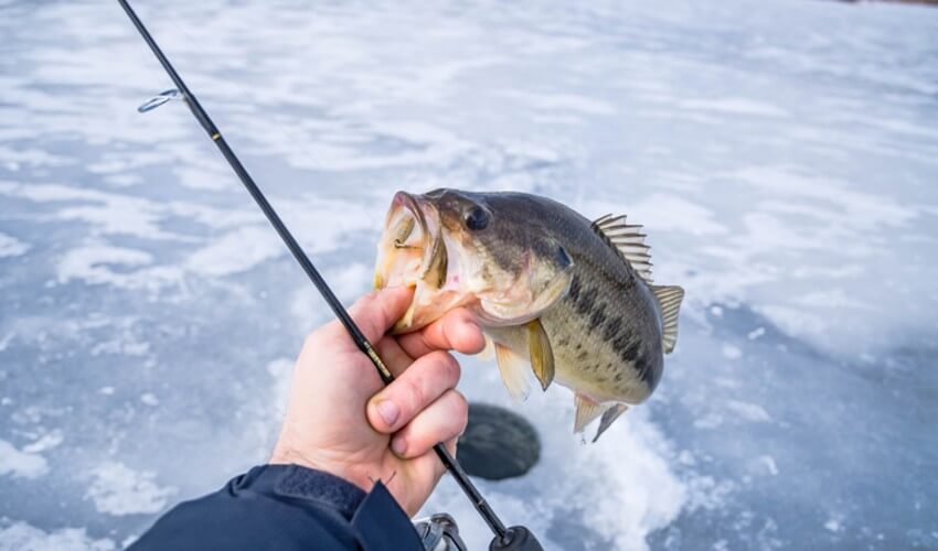 Largemouth bass fish caught while ice fishing.