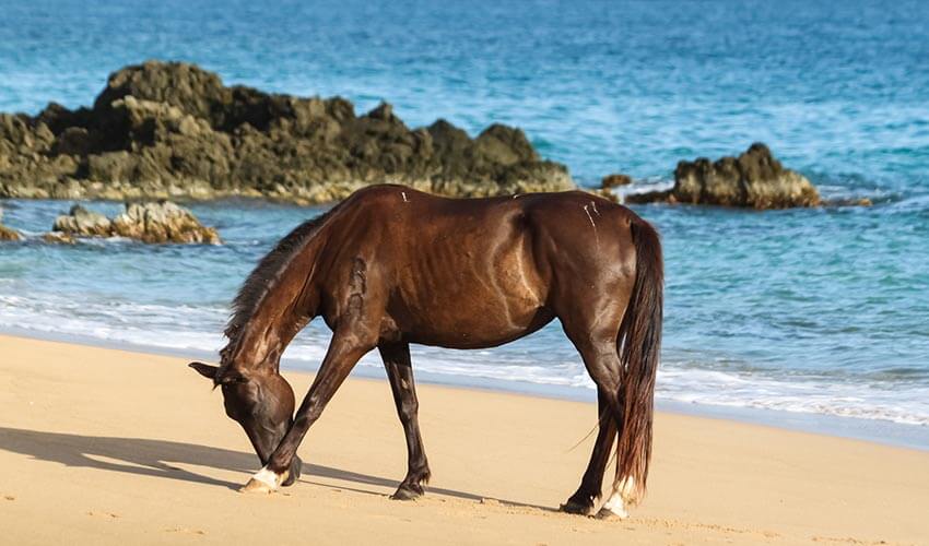 Horse on Beach at Vieques, Puerto Rico