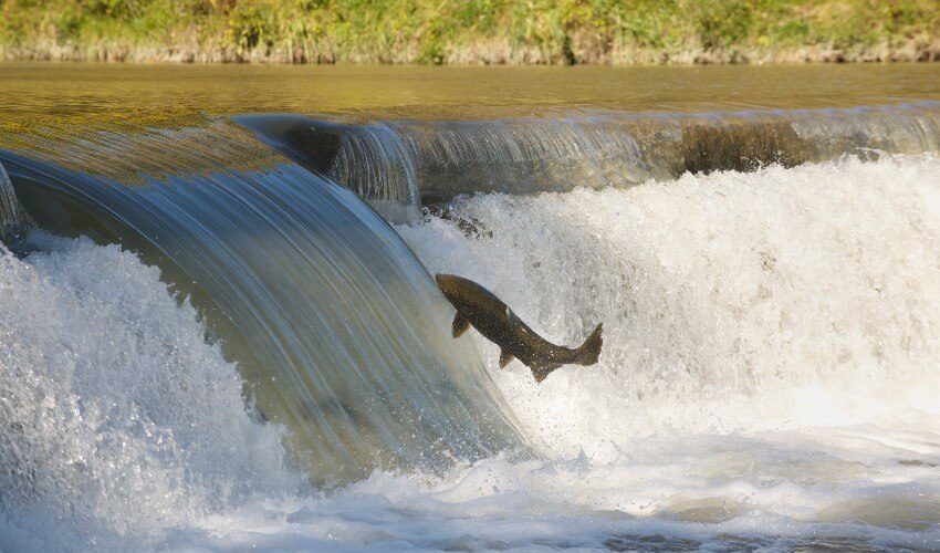 Salmon in mid-air trying to get up the dam.