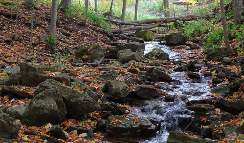 Water flowing down a rocky path in a forest.