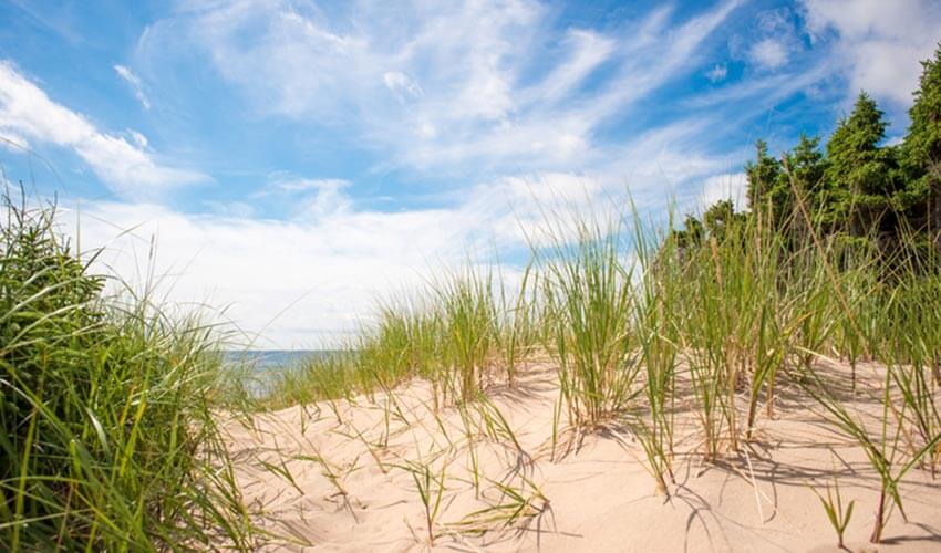 Grass growing on Basin Head Beach