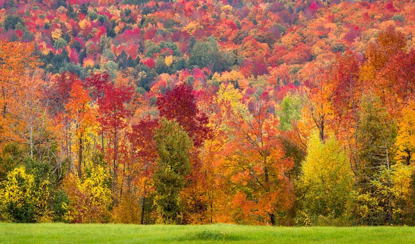 Autumn foliage during peak fall season.