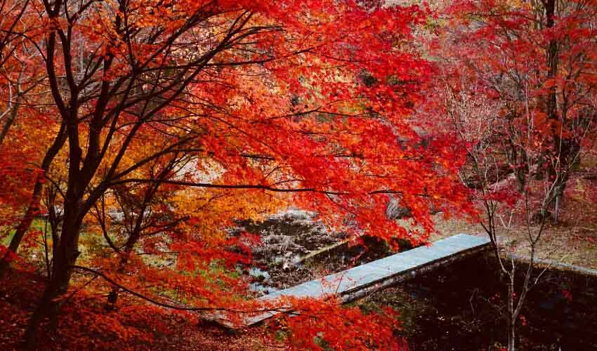 Beautiful red and orange autumn leaves near a stream of water.
