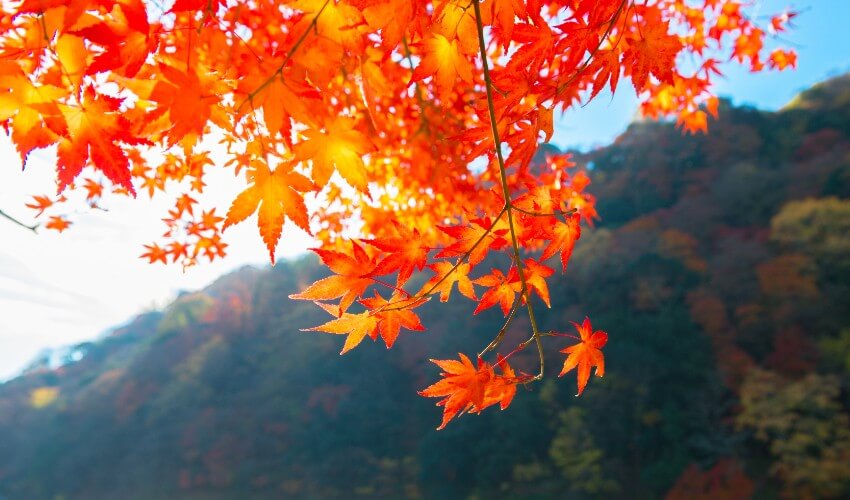 Close-up of red and orange autumn leaves.