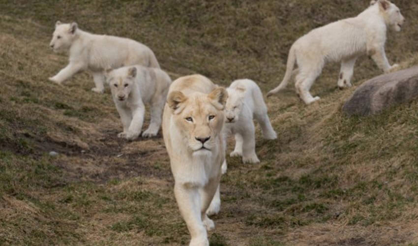 A group of white lions.