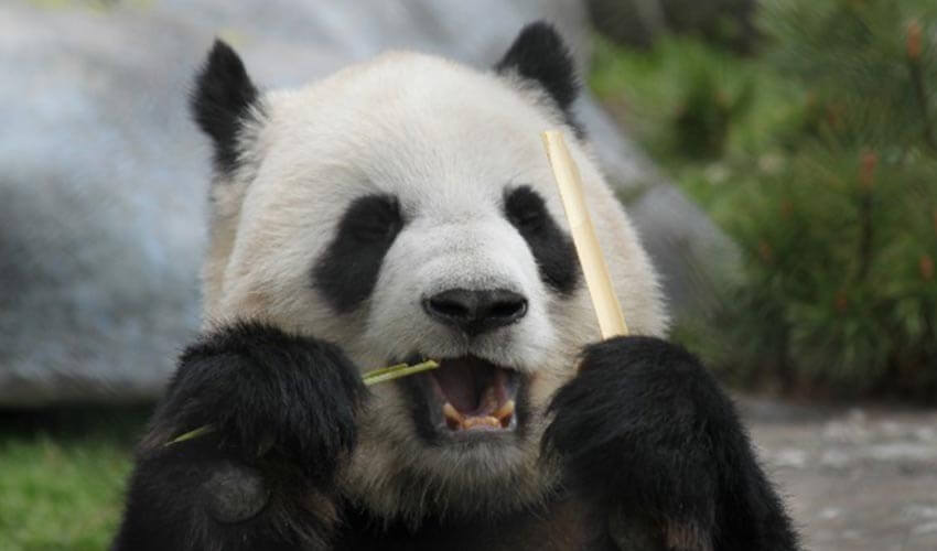 A panda eating bamboo.