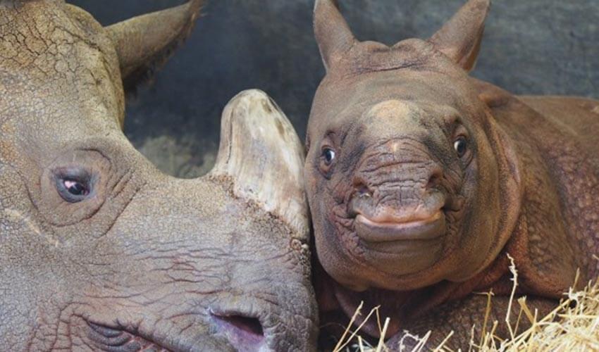 An adult and infant rhinoceros 