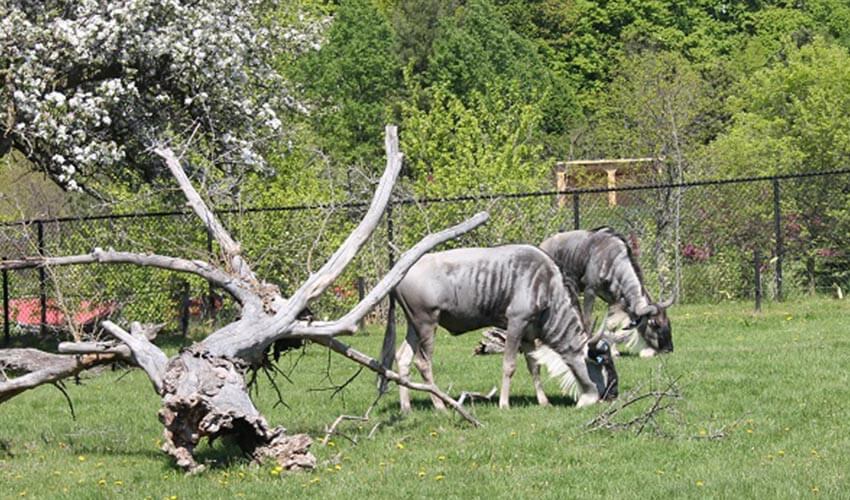 Two wildebeests grazing in a distance.