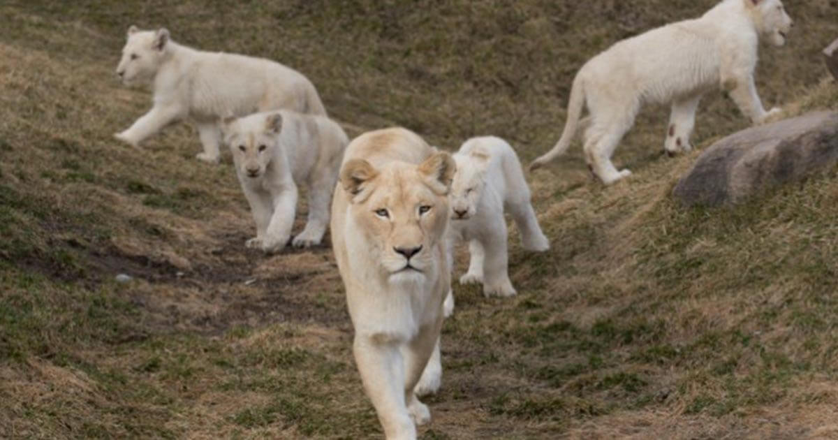 Coupon for toronto zoo
