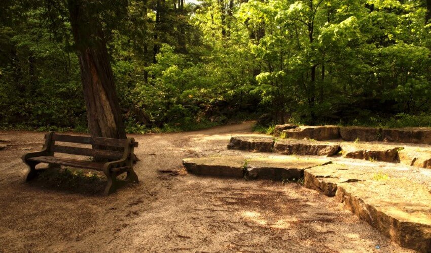 The woods at Crawford Lake.