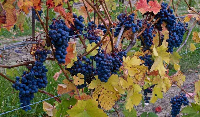 Grapes on a vine.