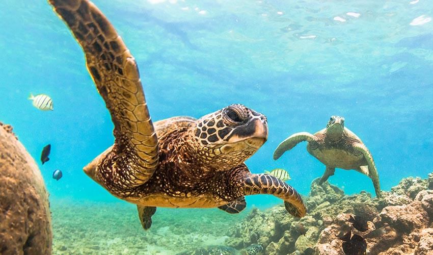 Large sea turtles under water