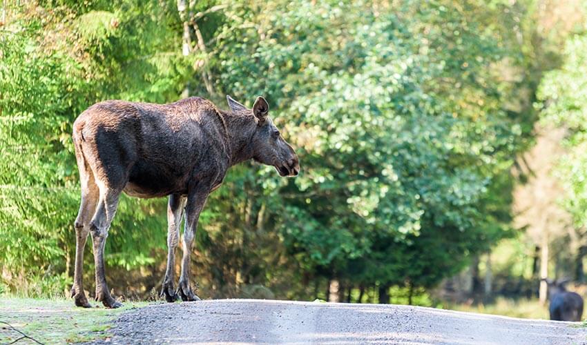 A moose standing at the side of a road.