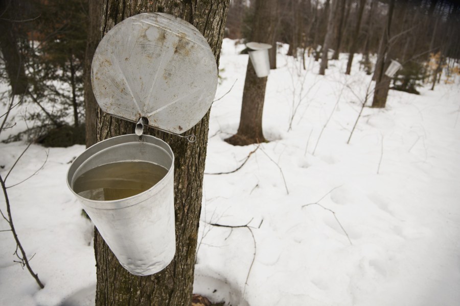 Where to Find Maple Syrup Festivals during Ontarios Sugaring Season