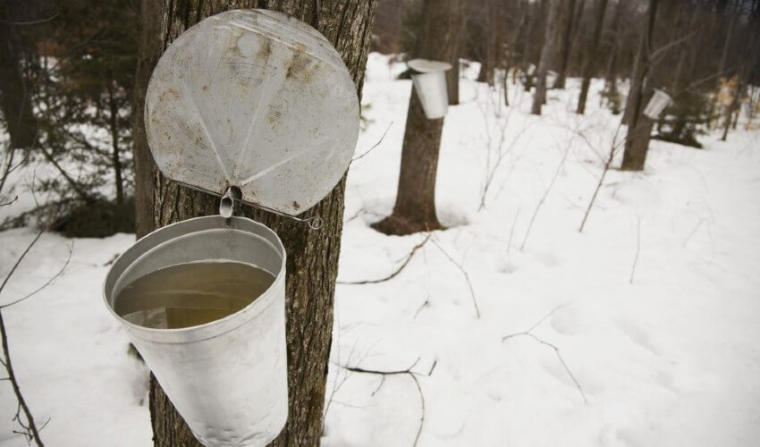Pail hanging on a tree collecting maple sap.