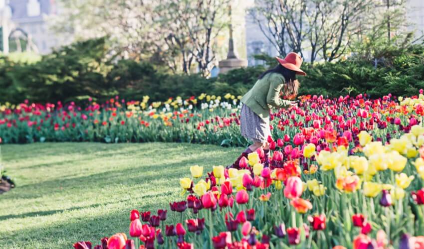 A woman looking at a bed of tulips.