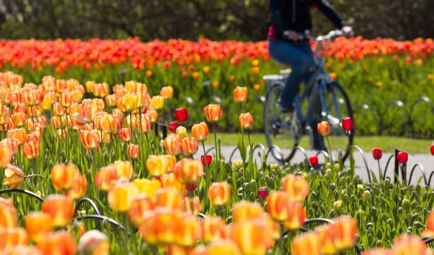Cyclist riding past a bed of tulips.