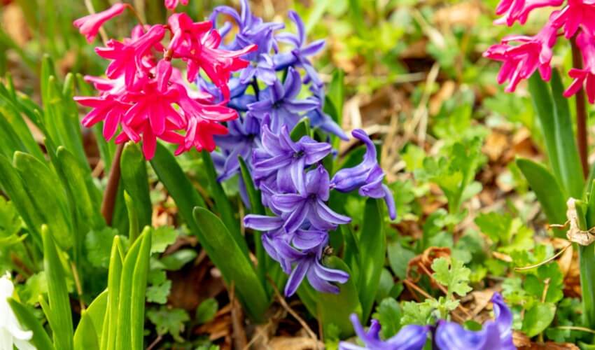 Hyacinth blooms in a garden.