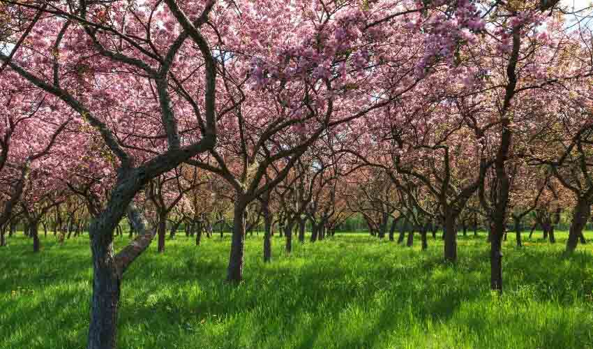 Trees with pink blossoms in a park.