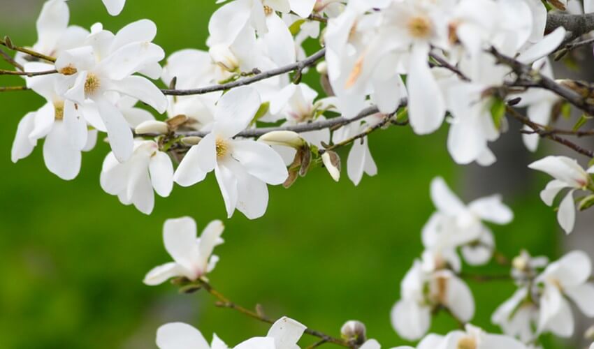 White magnolias blooming in early spring.