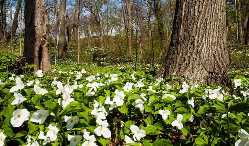 White Trilliums in a park.