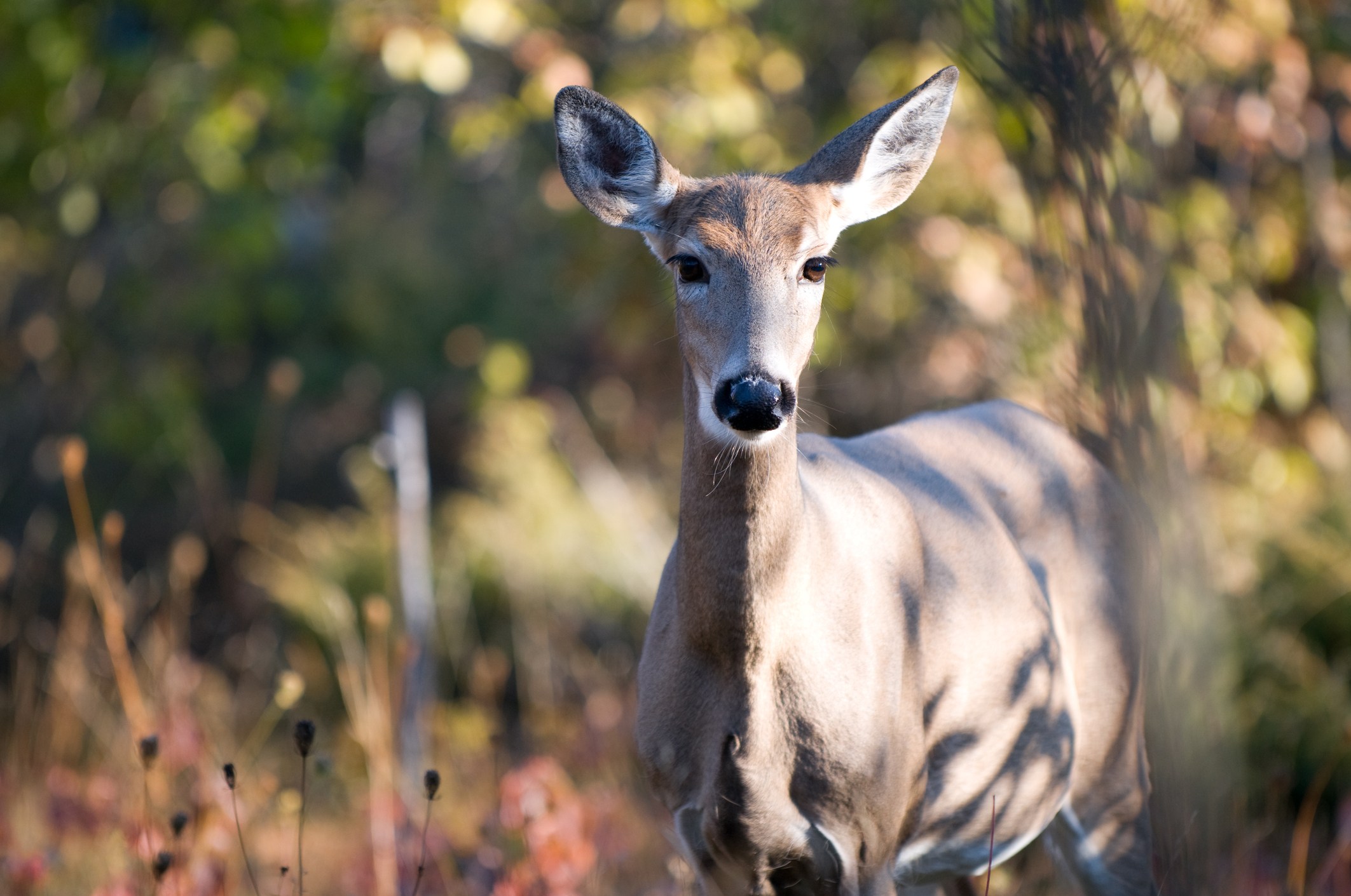 Wild Animals You Can Spot On an Ontario Road Trip CAA South Central
