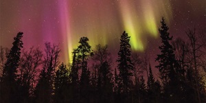 A view of trees backlit by the northern lights in shades of purple, yellow and green. The sky is filled with stars and there is a row of trees of different types.