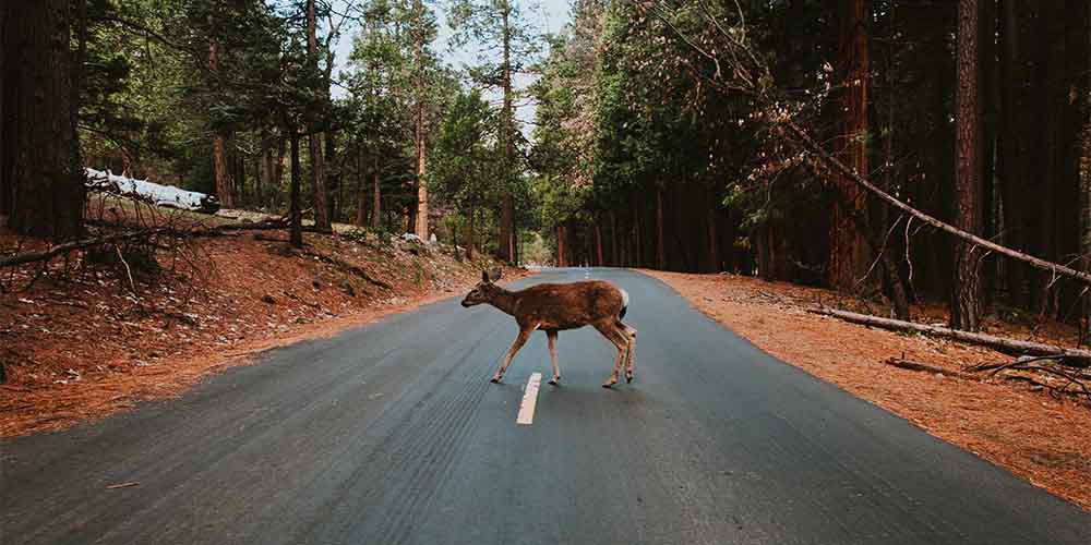 A deer crossing a country road.