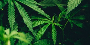 Dark green cannabis leaves in a dark area.