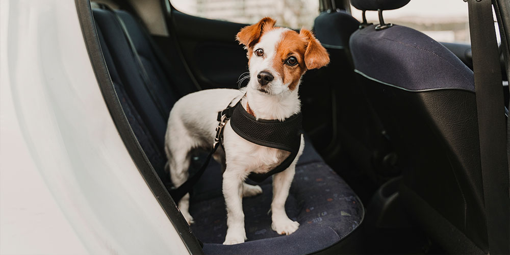 A small, white dog with orange ears and a spot over his right eye, stands in the back seat of a vehicle, wearing a black harness and leash.