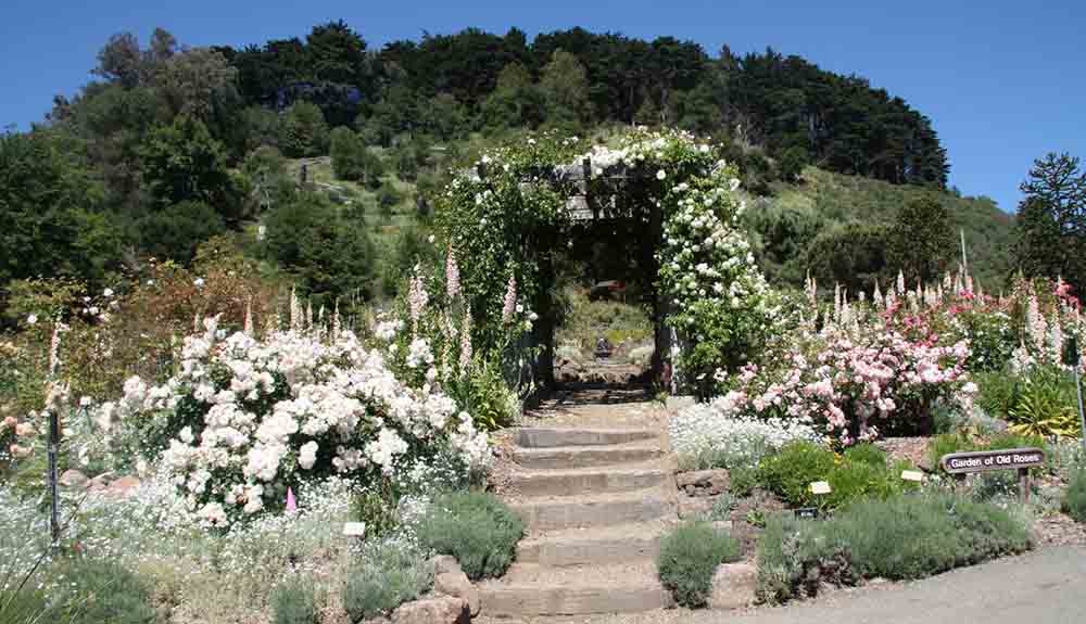 The lush botanical gardens at UC Berkley are seen here, stone steps leading up to a flower-covered archway