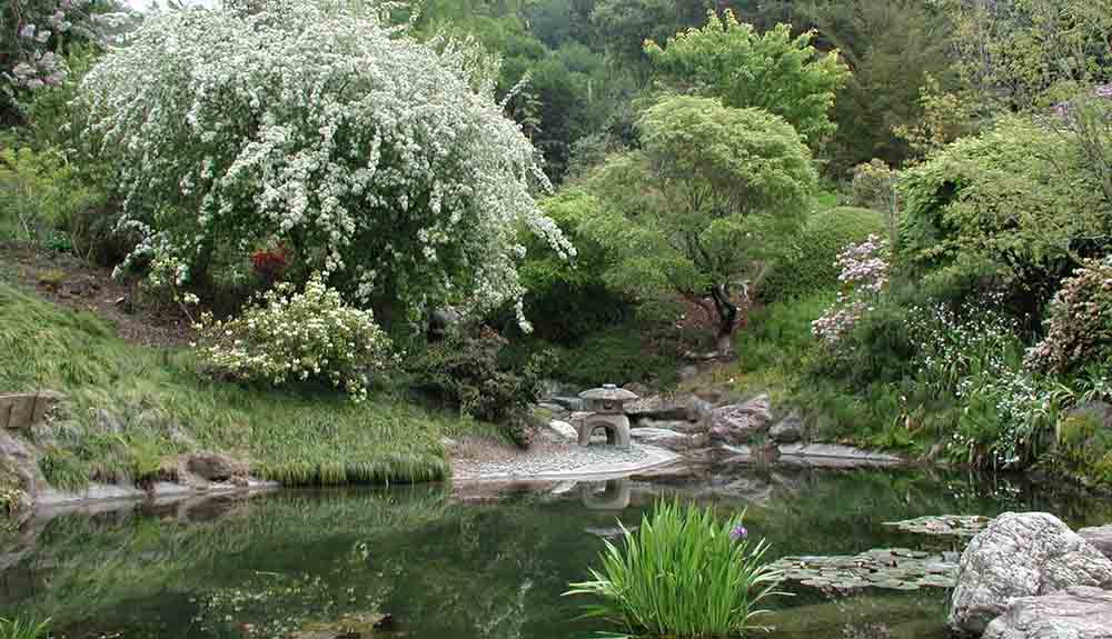 A beautiful, calm river at Tilden Regional Park with large lush trees blooming around the exterior of the pond