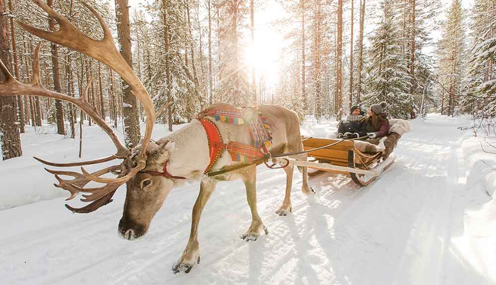 Reindeer pulling a sled with two people in it in Lapland, Finland