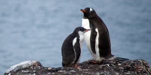Two adorable penguins stand together on a rock in Antarctica 