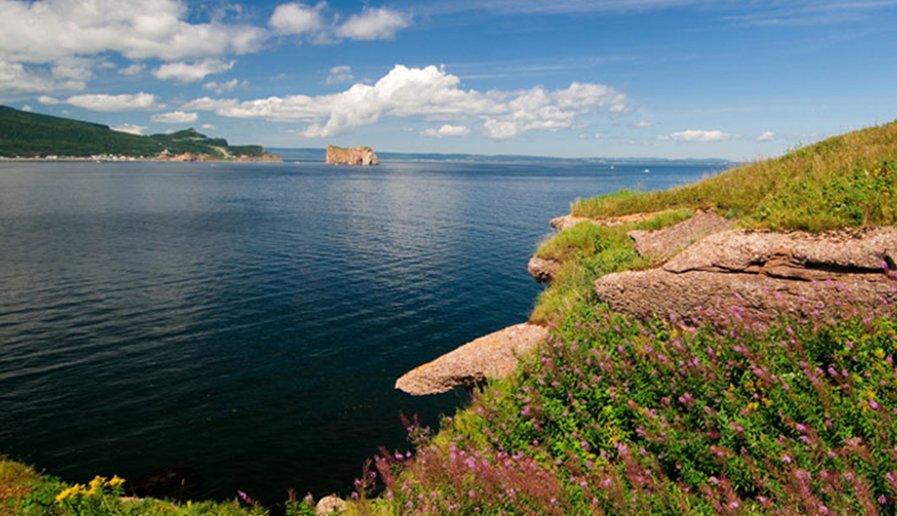 Wild flowers and rocks line the shore the Gulf of St. Lawrence