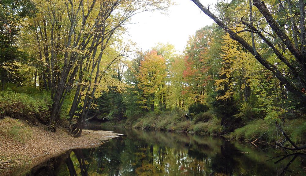 A river breaks up the forest in Grant's Woods