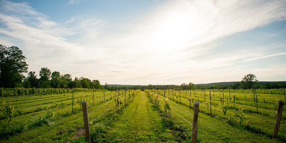 Adorable fields for a vineyard in Simcoe County