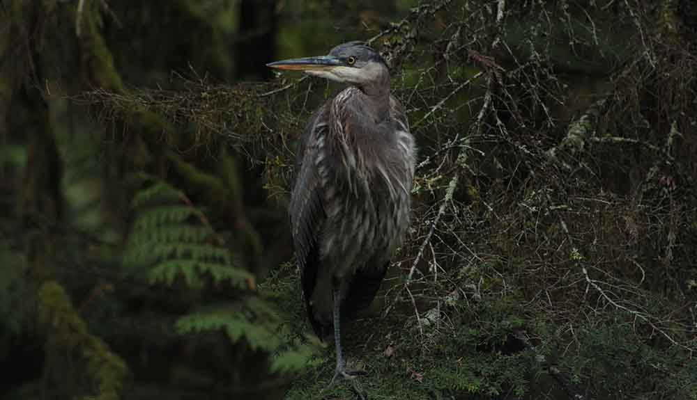 Closeup shot of a great blue heron in Vancouver
