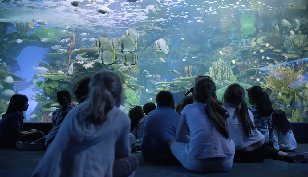 Kids enjoy gazing at fish at Ripley's Aquarium
