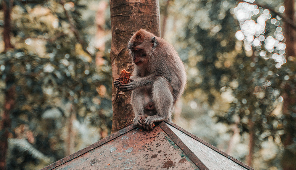 Monkey Forest in Bali, Indonesia
