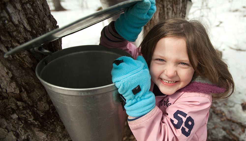 Little girl in a pink jacket and blue mittens opens up a container attached to a maple tree as she works to collect maple syrup