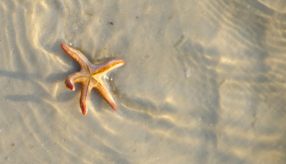 A starfish rests on the sand
