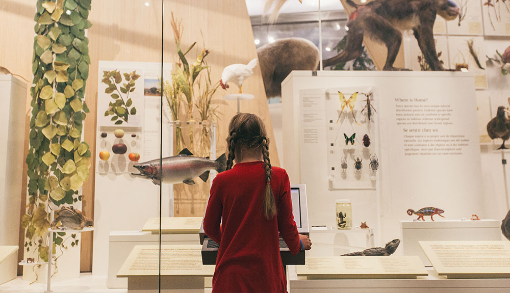 Little girl with pigtail braids enjoys an exhibit at the Royal Ontario Museum
