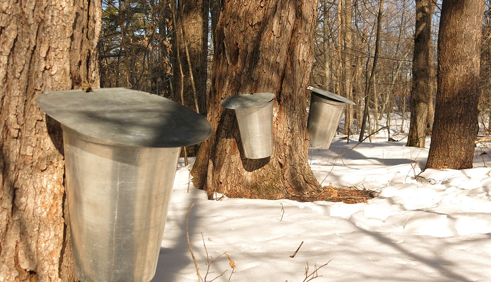 Maple trees with metal containers collecting maple syrup attached to them stand in the snow